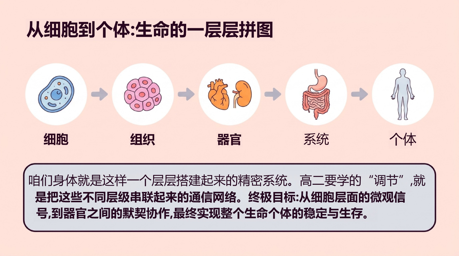 高二生物开学第一课 稳态与调节内环境 教学PPT课件素材 第3页预览